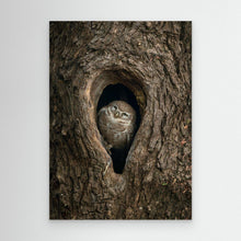 Load image into Gallery viewer, Peek from the Bark by Khaldoon Aldway