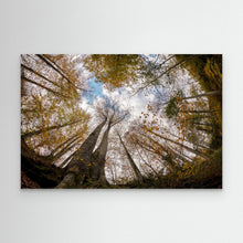 Load image into Gallery viewer, Golden Forest Sky View by Hakime Küçük