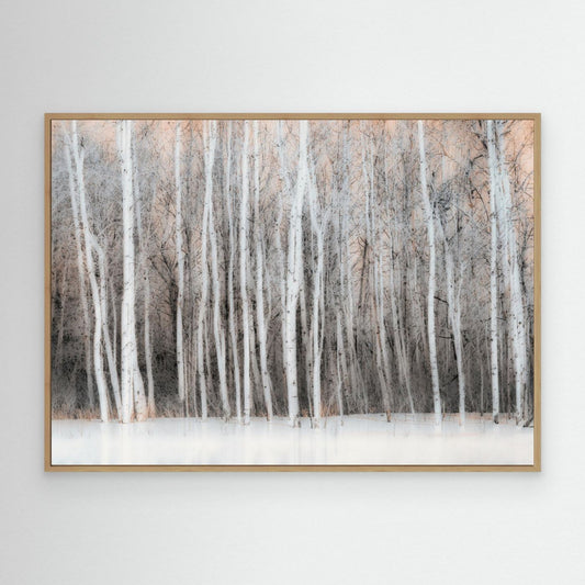 Ethereal Birch Forest by Lucie Gagnon