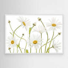 Load image into Gallery viewer, Ox eye Daisies by Mandy Disher