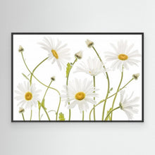 Load image into Gallery viewer, Ox eye Daisies by Mandy Disher
