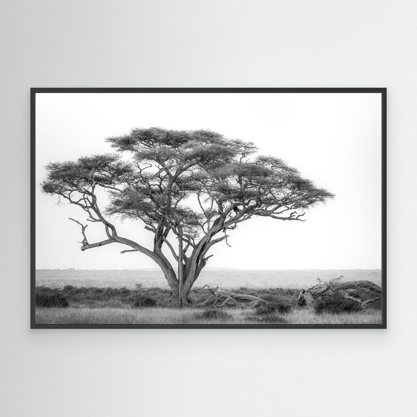 Under the Acacia by Khaldoon Aldway