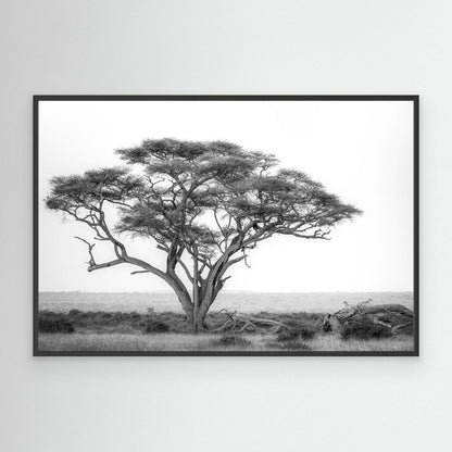 Under the Acacia by Khaldoon Aldway