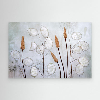 Lunaria by Mandy Disher