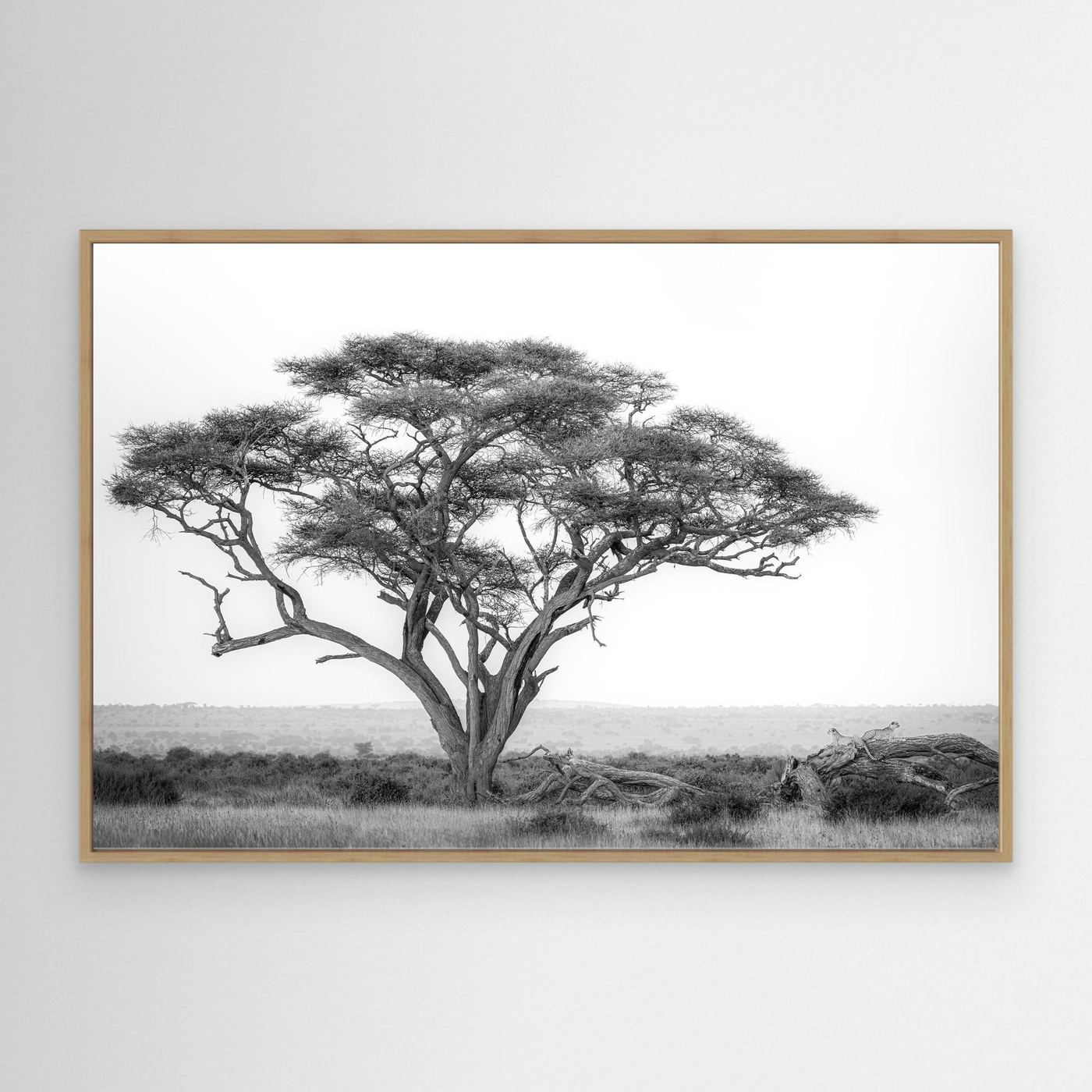 Under the Acacia by Khaldoon Aldway