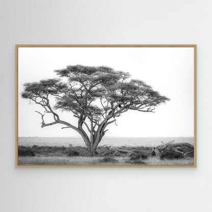 Under the Acacia by Khaldoon Aldway