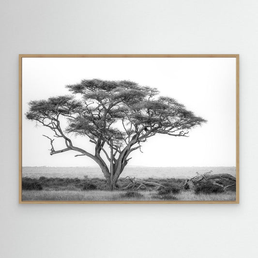 Under the Acacia by Khaldoon Aldway