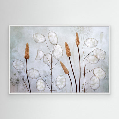 Lunaria by Mandy Disher