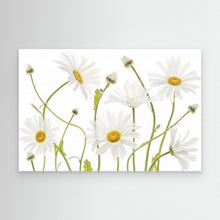 Load image into Gallery viewer, Ox eye Daisies by Mandy Disher