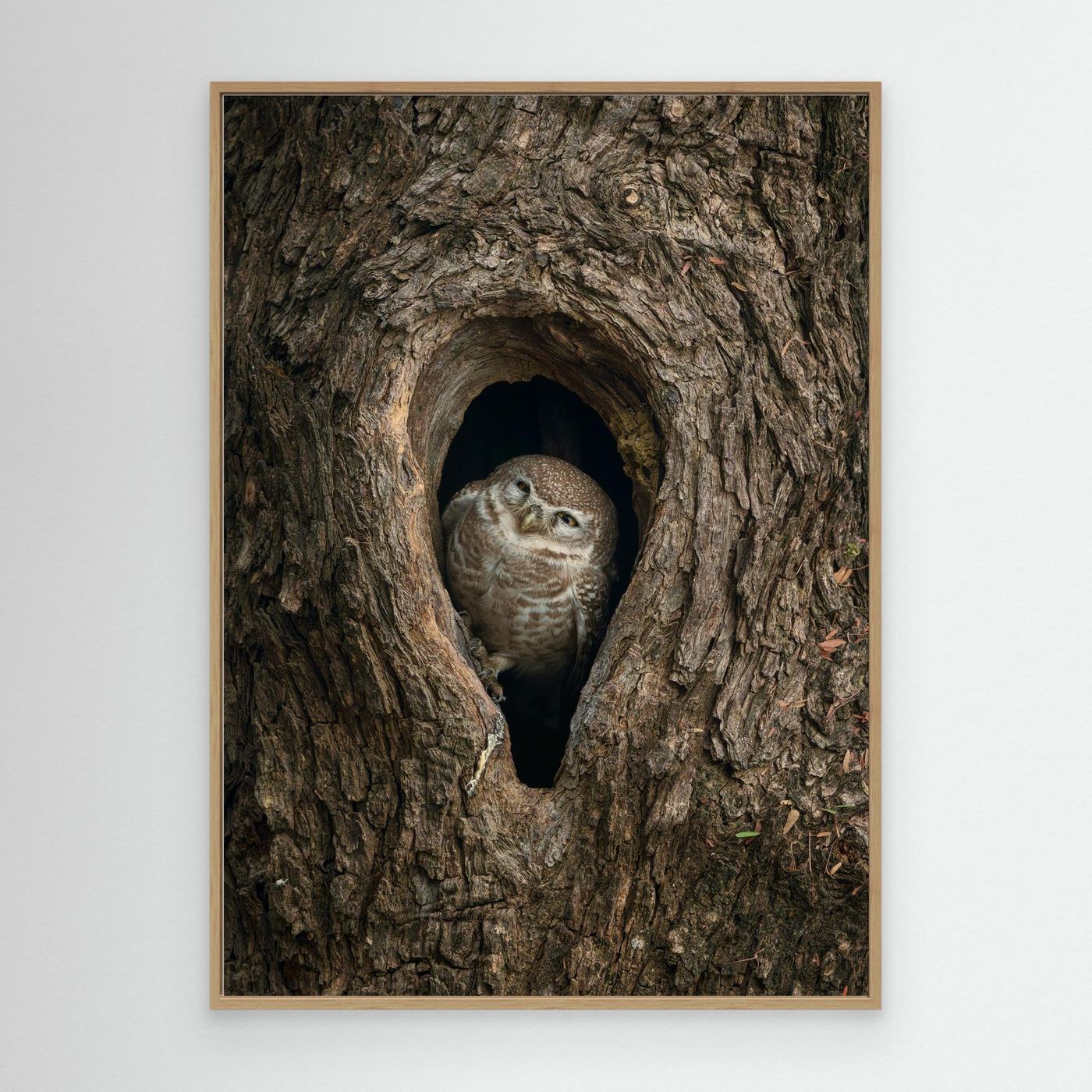 Peek from the Bark by Khaldoon Aldway