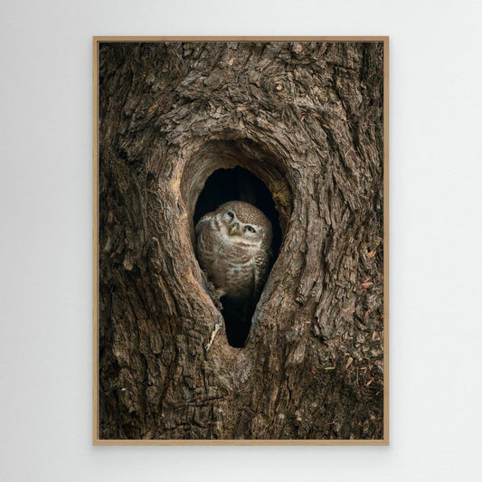 Peek from the Bark by Khaldoon Aldway
