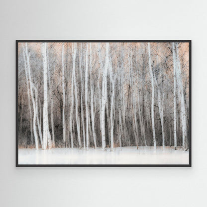 Ethereal Birch Forest by Lucie Gagnon