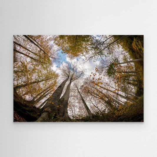 Golden Forest Sky View by Hakime Küçük