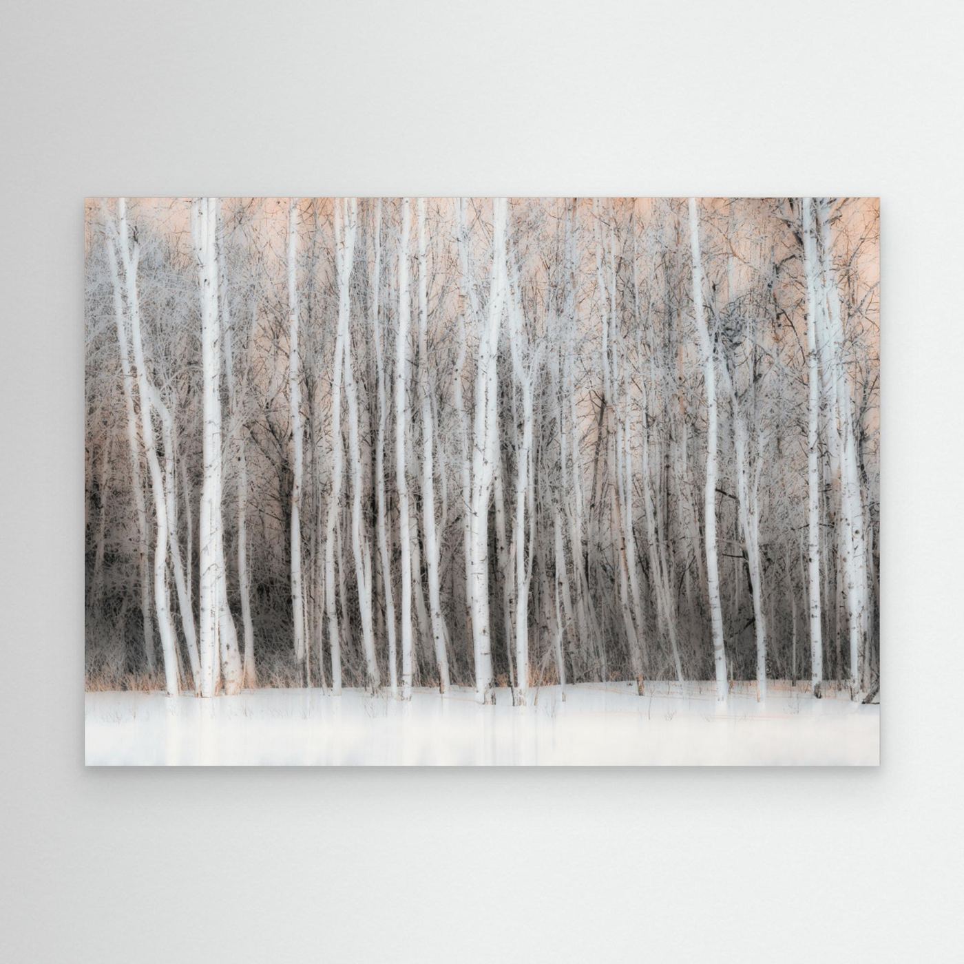 Ethereal Birch Forest by Lucie Gagnon
