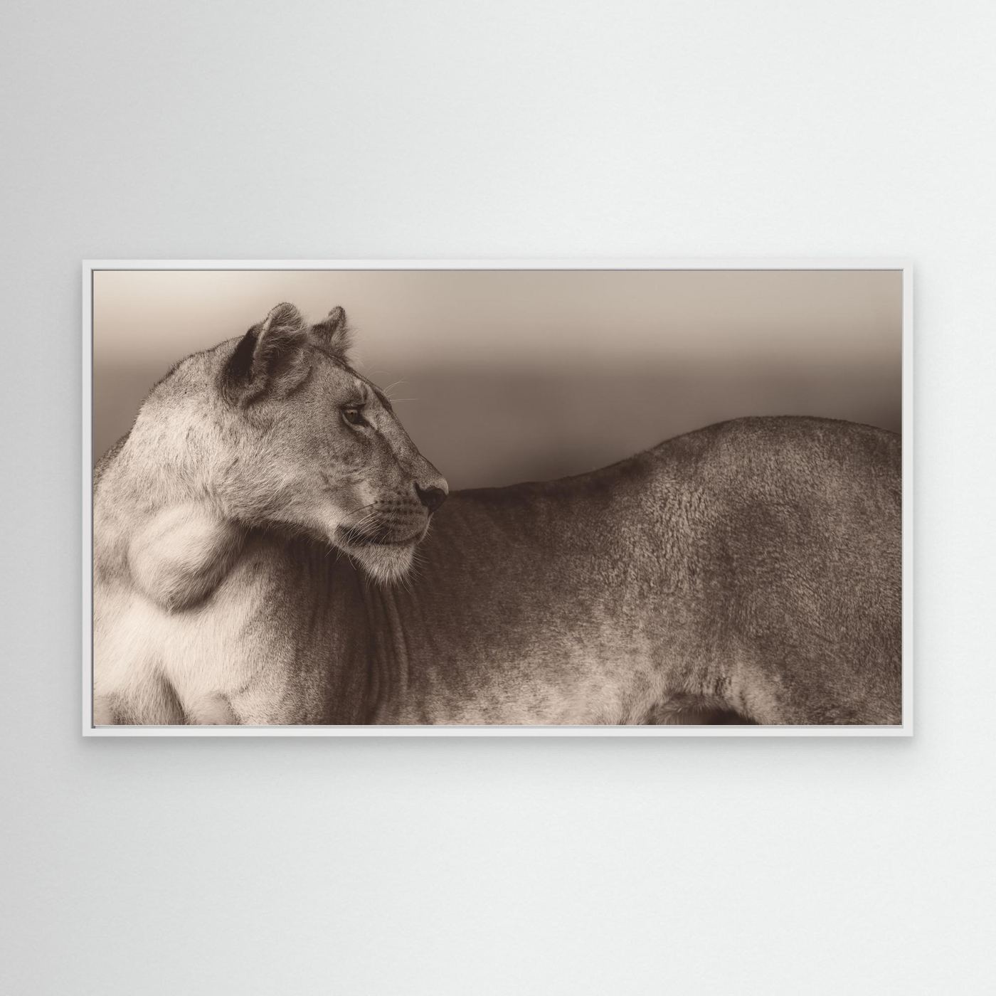 A Queen in Stillness by Khaldoon Aldway