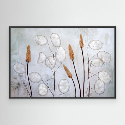 Lunaria by Mandy Disher