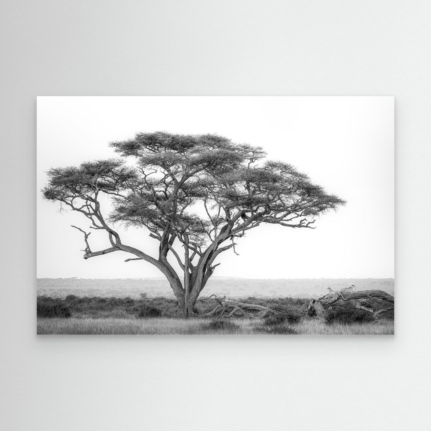 Under the Acacia by Khaldoon Aldway