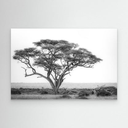 Under the Acacia by Khaldoon Aldway