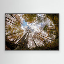 Load image into Gallery viewer, Golden Forest Sky View by Hakime Küçük
