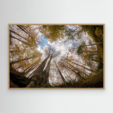 Load image into Gallery viewer, Golden Forest Sky View by Hakime Küçük