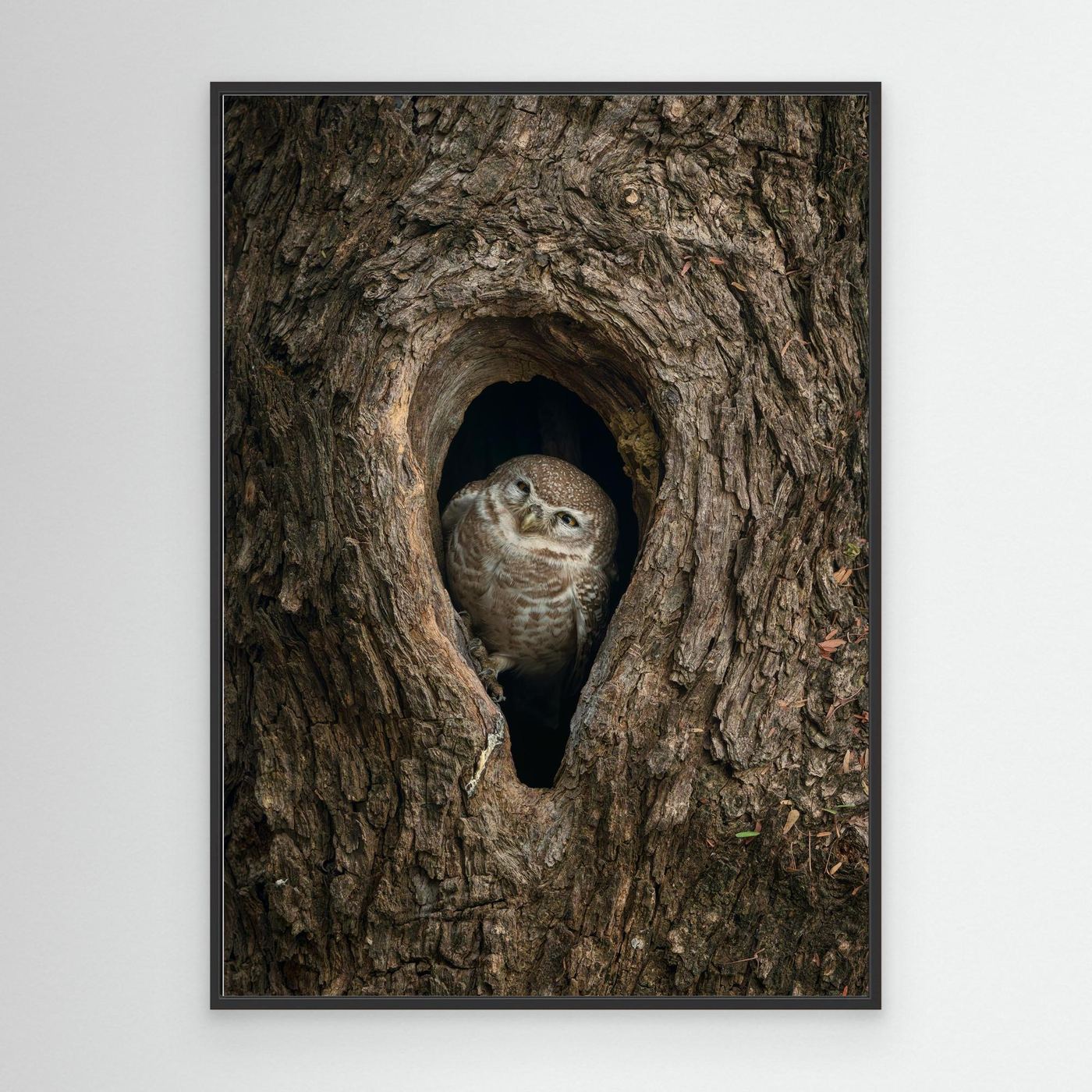 Peek from the Bark by Khaldoon Aldway