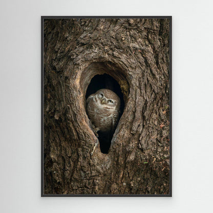 Peek from the Bark by Khaldoon Aldway