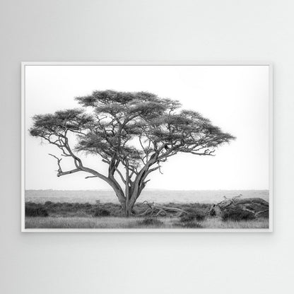 Under the Acacia by Khaldoon Aldway