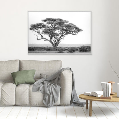 Under the Acacia by Khaldoon Aldway