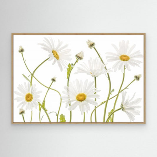 Ox eye Daisies by Mandy Disher