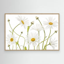 Load image into Gallery viewer, Ox eye Daisies by Mandy Disher
