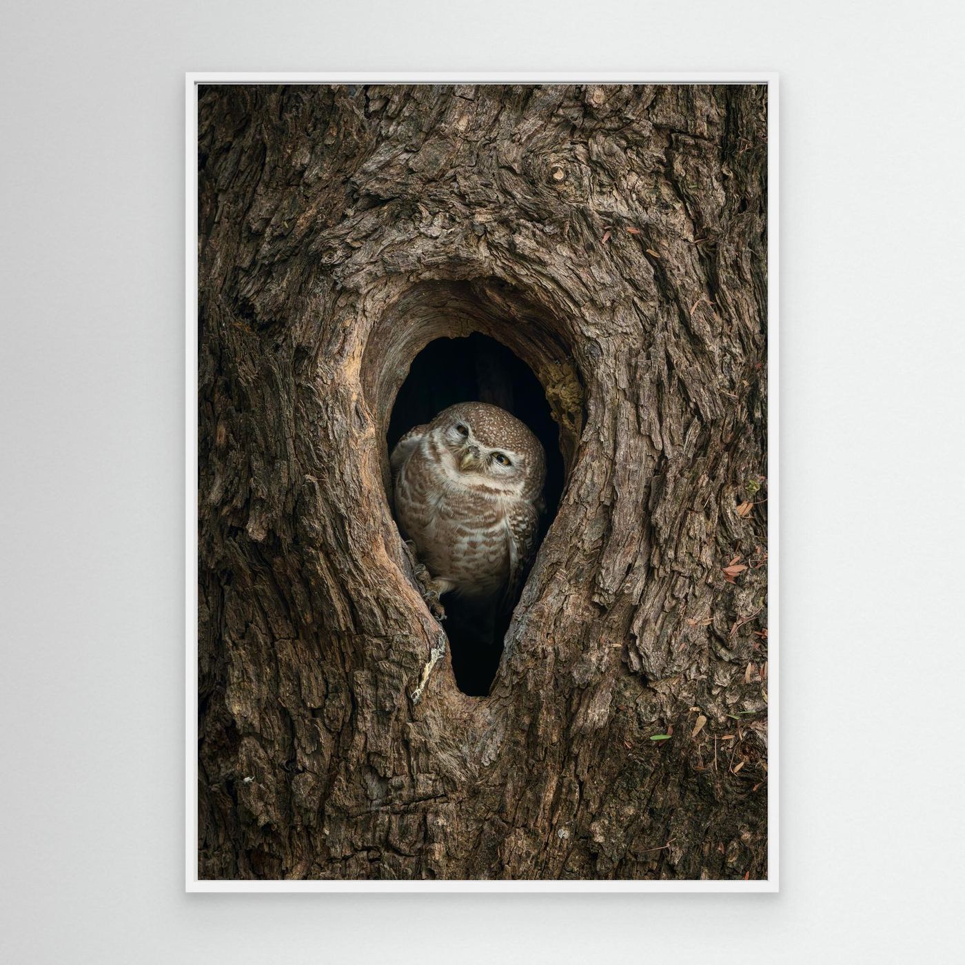 Peek from the Bark by Khaldoon Aldway