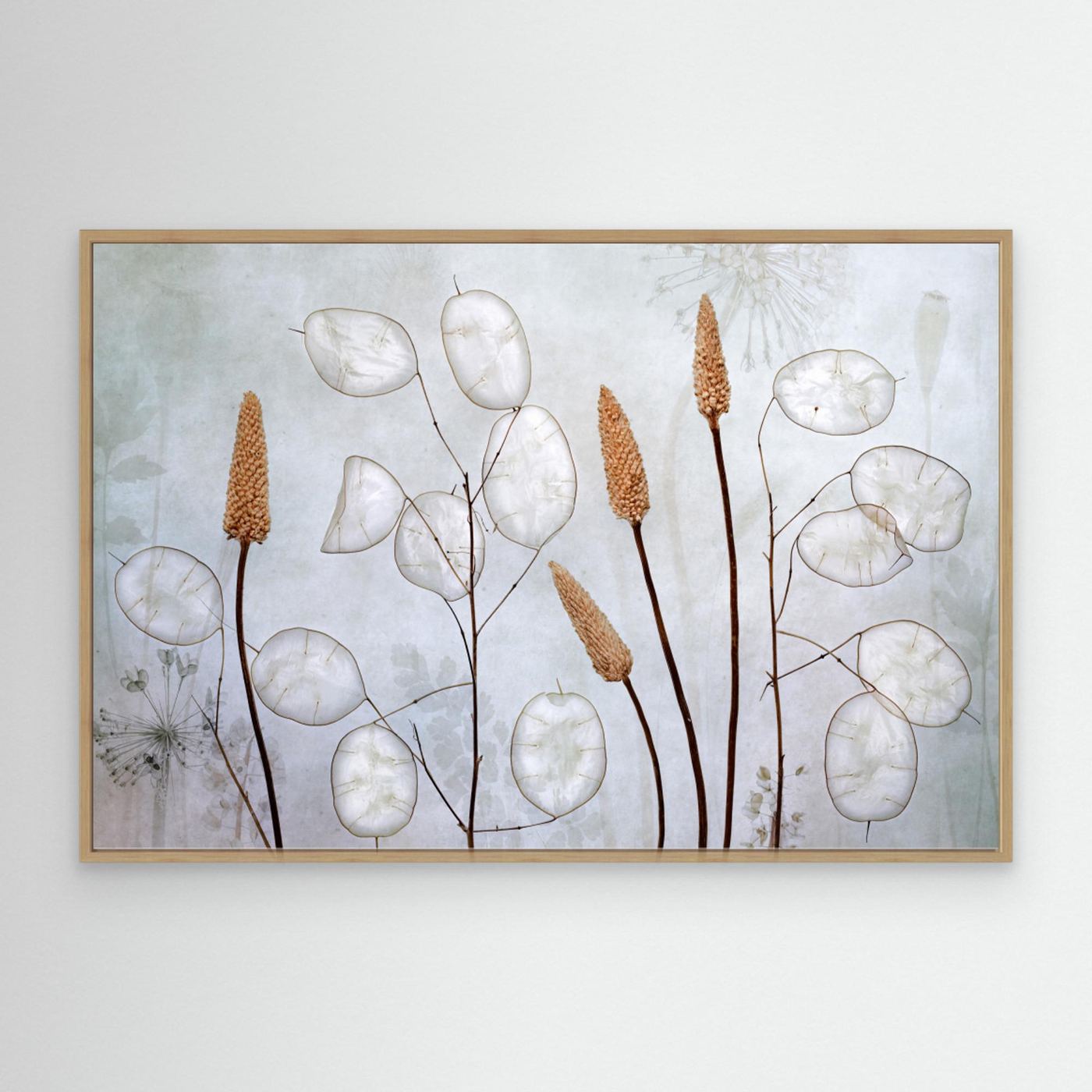 Lunaria by Mandy Disher
